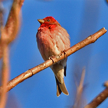 Common Rosefinch