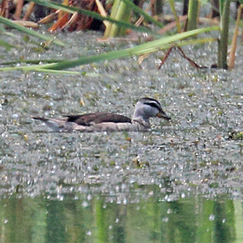 Cotton Pygmy-goose