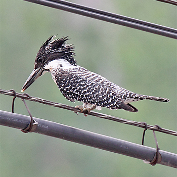 Crested Kingfisher