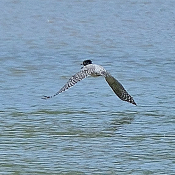Crested Kingfisher