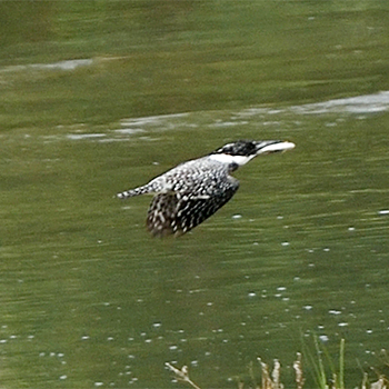 Crested Kingfisher