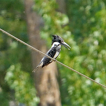 Crested Kingfisher
