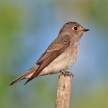 Dark-sided Flycatcher