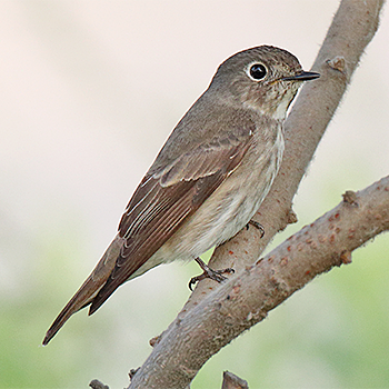 Dark-sided Flycatcher