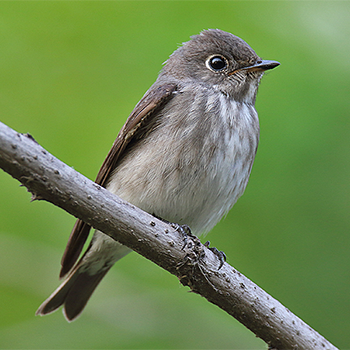 Dark-sided Flycatcher