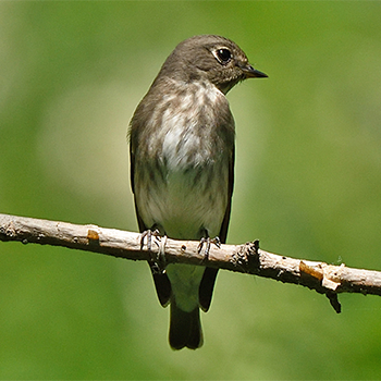 Dark-sided Flycatcher