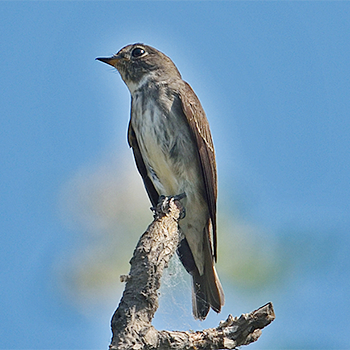 Dark-sided Flycatcher