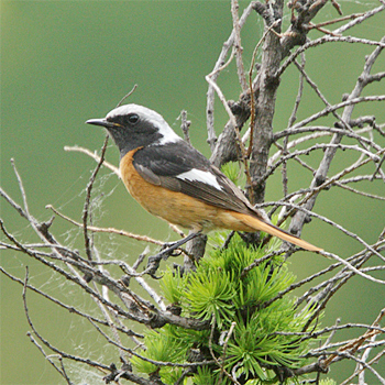 Daurian Redstart