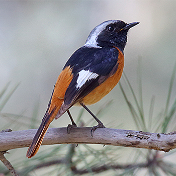 Daurian Redstart