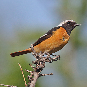 Daurian Redstart