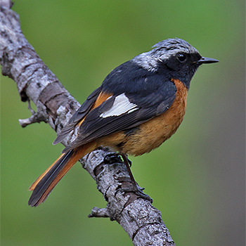 Daurian Redstart