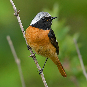 Daurian Redstart