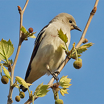 Daurian Starling