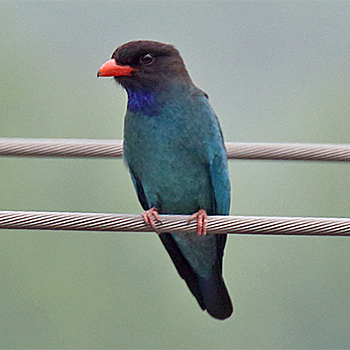 Dollarbird