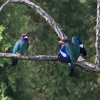 Dollarbirds