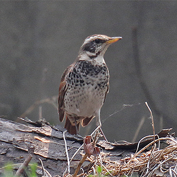 Dusky Thrush