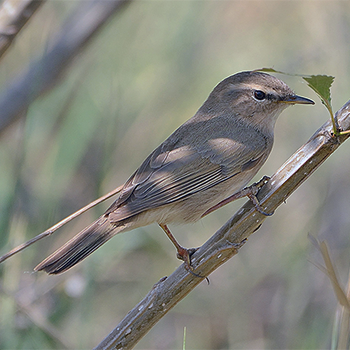 Dusky Warbler