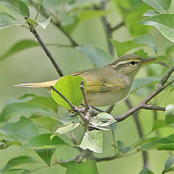 Eastern Crowned Warbler
