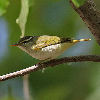 Eastern Crowned Warbler