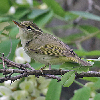 Eastern Crowned Warbler