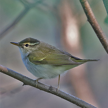 Eastern Crowned Warbler