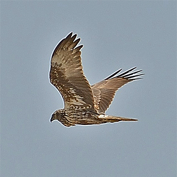 Eastern Marsh-harrier