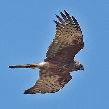 Eastern Marsh-harrier