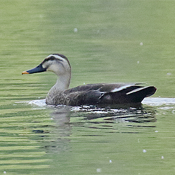 Eastern Spot-billed Duck