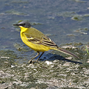 Eastern Yellow Wagtail (<em>>macronyx</em>