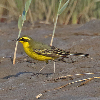 Eastern Yellow Wagtail