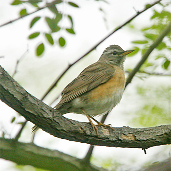 Eyebrowed Thrush