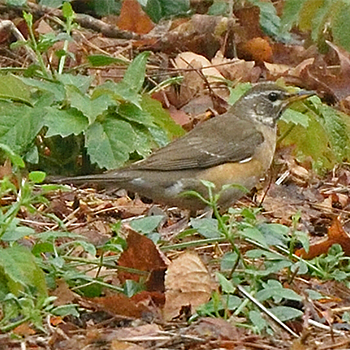 Eyebrowed Thrush