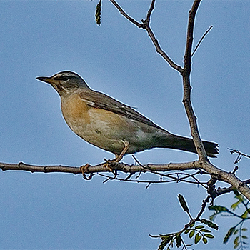 Eyebrowed Thrush