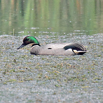 Falcated Duck