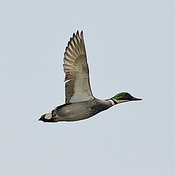 Falcated Duck