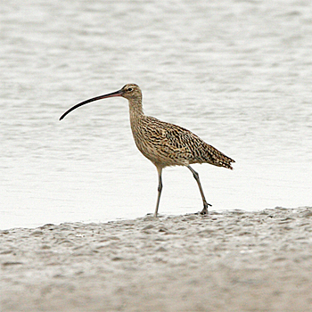 Far Eastern Curlew