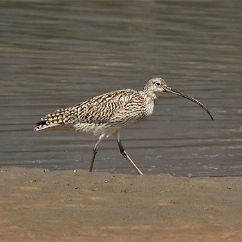 Far Eastern Curlew