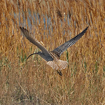 Far Eastern Curlew
