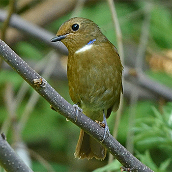 Fujian Niltava