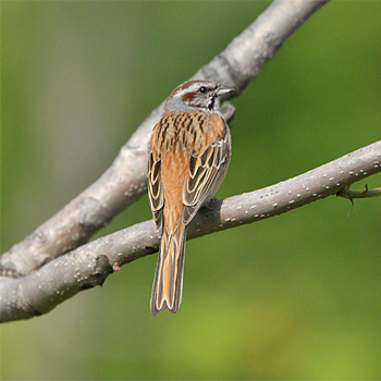 Godlewski's Bunting