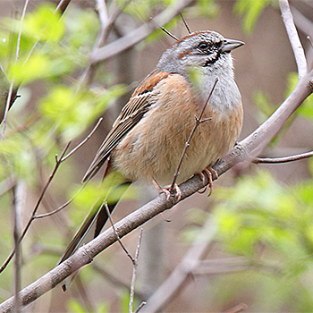 Godlewski's Bunting