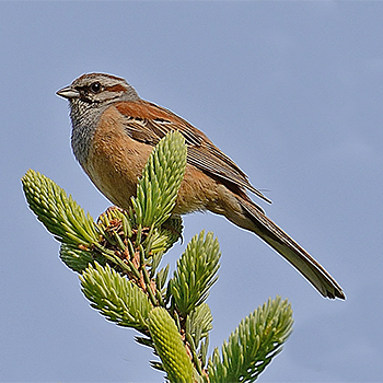 Godlewski's Bunting