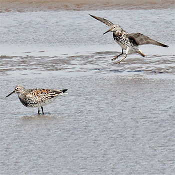 Great Knots
