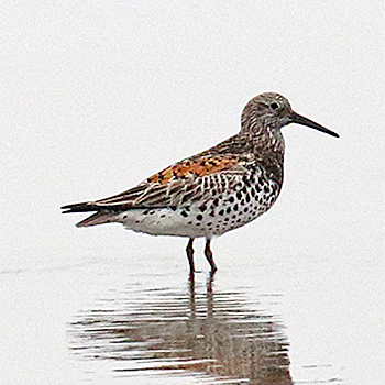 Great Knot