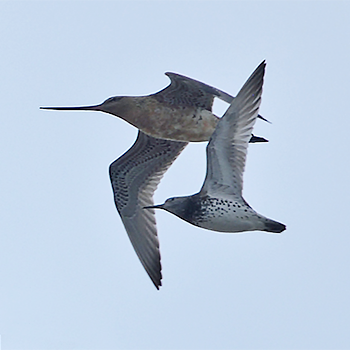 Great Knot and Bar-tailed Godwit