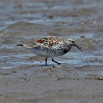 Great Knot