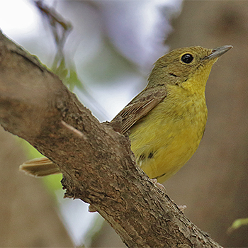 Green-backed Flycatcher