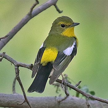 Green-backed Flycatcher