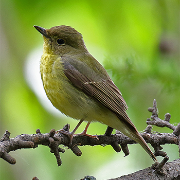Green-backed Flycatcher
