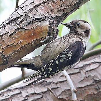 Grey-capped Woodpecker